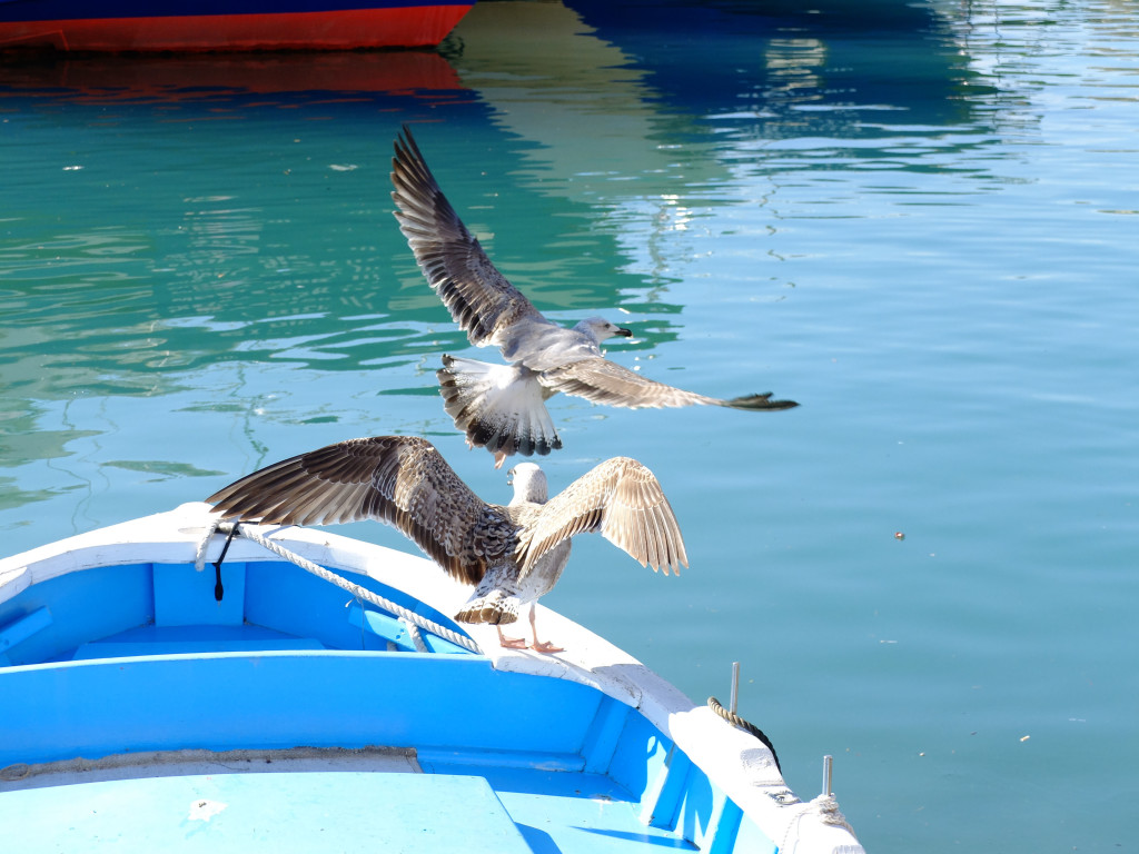 De Cassis à La Ciotat en passant par Ceyreste